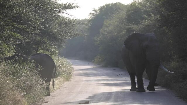 African elephant coming out of the African savannah to the road of the Kruger National Park in South Africa, this large mammal is one of the big five in Africa.