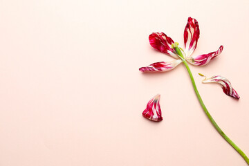 Red tulip on beige background, top view and space for text. Menopause concept - obrazy, fototapety, plakaty