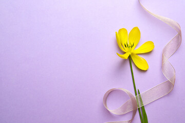 Yellow tulip and ribbon on violet background, top view with space for text. Menopause concept