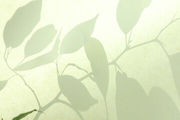 Shadow of beautiful houseplant on light background