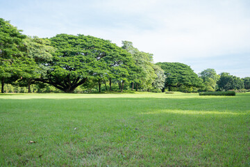 Fototapeta na wymiar Green lawn and big tree with blue sky in city park.Public park peaceful.