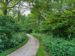 Fototapeta na wymiar Beautiful view on green park with pathway
