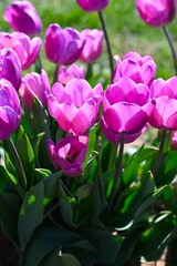 Fototapeta premium Tulip fields of gardening dreams!