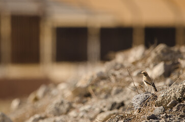 Desert wheatear Oenanthe deserti. Las Palmas de Gran Canaria. Gran Canaria. Canary Islands. Spain.