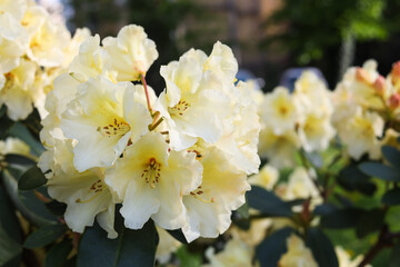 Rhododendron plant with beautiful white flowers outdoors, closeup view