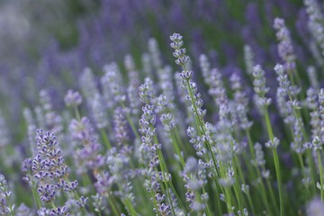 Beautiful blooming lavender plants in field, closeup