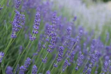 Beautiful blooming lavender plants in field, closeup