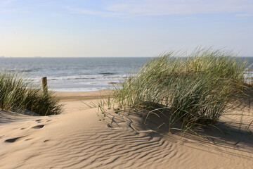 Beautiful sand dunes and wide beaches on the North Sea coast in South Holland, The Netherlands. 