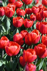 Tulip fields of gardening dreams!