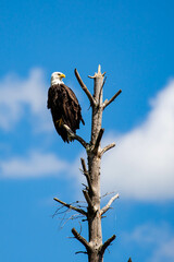 Adult bald eagle (Haliaeetus leucocephalus) perched on a dead branch with copy space