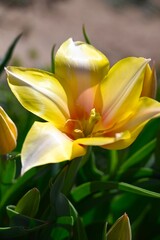 Obraz premium Tulip fields of gardening dreams!