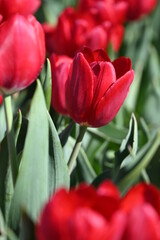 Tulip fields of gardening dreams!