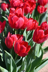 Fototapeta premium Tulip fields of gardening dreams!