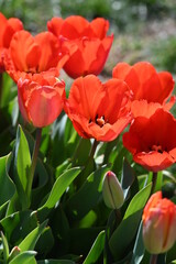 Tulip fields of gardening dreams!