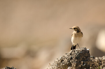 Desert wheatear Oenanthe deserti. Las Palmas de Gran Canaria. Gran Canaria. Canary Islands. Spain.
