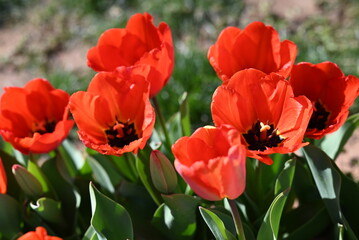 Obraz premium Tulip fields of gardening dreams!