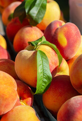 Close-up of fresh yellow peaches at a local farmer's market