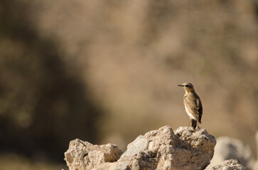 Northern wheatear Oenanthe oenanthe. Las Palmas de Gran Canaria. Gran Canaria. Canary Islands. Spain.