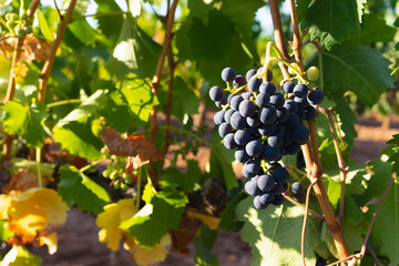 In the middle ground and to the right of the image we can see a magnificent, shiny cluster of ripe maroon grapes for making red wine, surrounded by lush green leaves and bathed in a golden light.