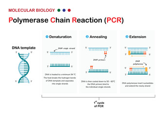 Molecular biology present principle and process of polymerase chain reaction  or PCR technique for DNA amplification