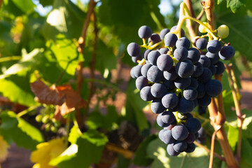 A close-up image of a magnificent, ripe bunch of ripe grapes, located to the right of the image, with copy space, against a background of green leaves and golden sunset light.