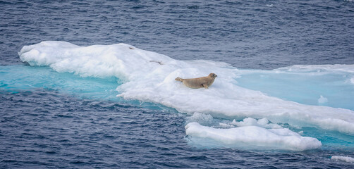 Close up of  seal on iceberg near Greenland with stunning blue aquamarine colour