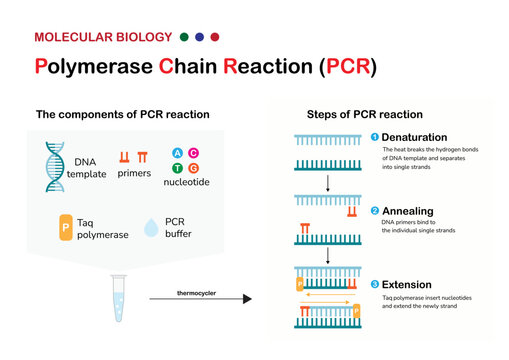 Molecular biology present component, principle and process of polymerase chain reaction  or PCR technique for DNA amplification