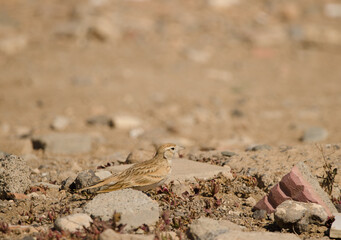 Greater short-toed lark Calandrella brachydactyla. Las Palmas de Gran Canaria. Gran Canaria. Canary Islands. Spain.