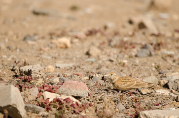 Greater short-toed lark Calandrella brachydactyla. Las Palmas de Gran Canaria. Gran Canaria. Canary Islands. Spain.