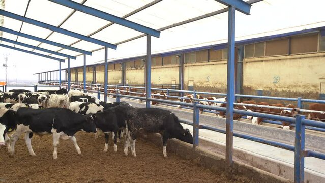 Calves consume feed and grass in herds. 
In the fattening farm, the calves collectively eat fodder and grass.
