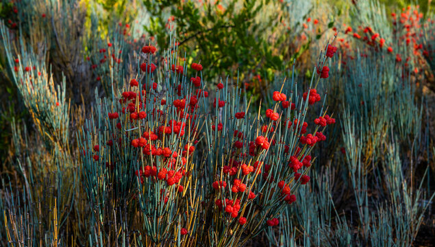 Bushes with berries of the medicinal plant ephedra