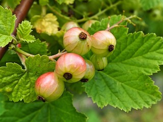 unripe fruit of the red currant