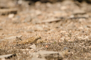 Greater short-toed lark Calandrella brachydactyla searching for food. Las Palmas de Gran Canaria. Gran Canaria. Canary Islands. Spain.