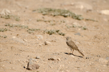 Tawny pipit Anthus campestris. Las Palmas de Gran Canaria. Gran Canaria. Canary Islands. Spain.