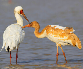 great white And Brown heron In The water