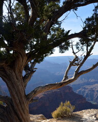 Fototapeta na wymiar Cyprus tree at the Grand Canyon