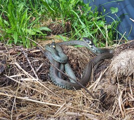 two grass snakes basking in the sun