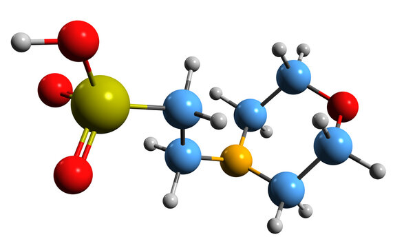  3D image of buffer MES skeletal formula - molecular chemical structure of 2-morpholin-4-ylethanesulfonic acid isolated on white background

