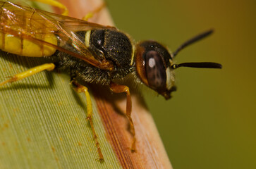 European beewolf Philanthus triangulum abdelcader. Las Palmas de Gran Canaria. Gran Canaria. Canary Islands. Spain.
