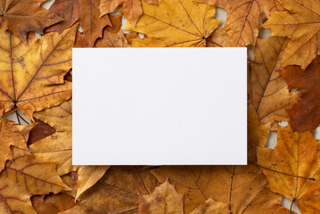Naklejka na ściany i meble Autumn concept. Top close up view photo of paper card over pile of yellow maple leaves on isolated grey background with blank space
