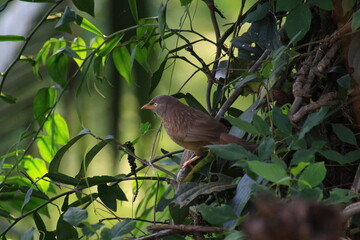 bird on a tree