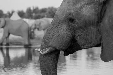 Foto op Aluminium Close-up of an elephant with broken tusks at Elephant Sands, Botswana © Simone