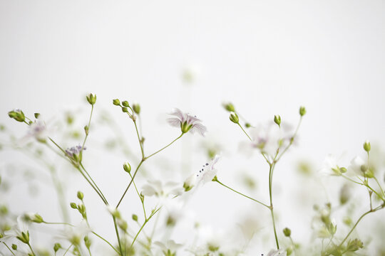 Soft focus blur White flower. Fog smoke light nature horizontal copy space background.