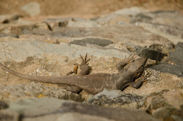 Male Gran Canaria giant lizard Gallotia stehlini. La Goleta. The Nublo Rural Park. Tejeda. Gran Canaria. Canary Islands. Spain.