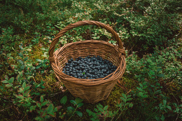 blueberries