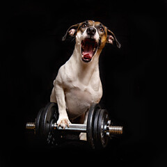 Curious playful jack russell terrier female dog sitting on the sport fitness kettlebell . Closeup studio portrait isolated - obrazy, fototapety, plakaty