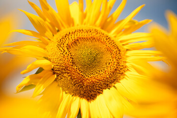 Naklejka premium Big yellow bright sunflower flower on the background of the blue sky.