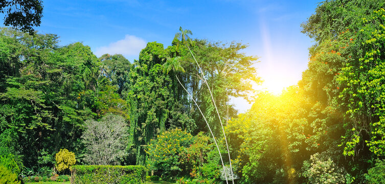 Tropical garden with exotic trees and plants. Wide photo.
