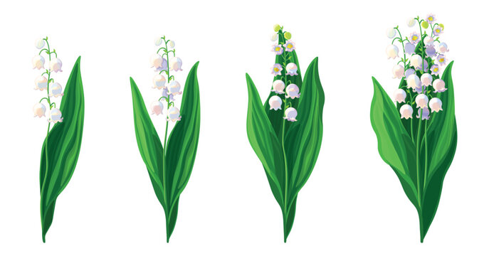 Set of beautiful lilies of the valley in cartoon style. Vector illustration of spring and summer flowers in large and small sizes with closed and open buds on white background.