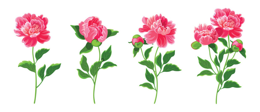 Set of beautiful pink peonies in cartoon style. Vector illustration of spring and summer flowers in large and small sizes with closed and open buds on white background.